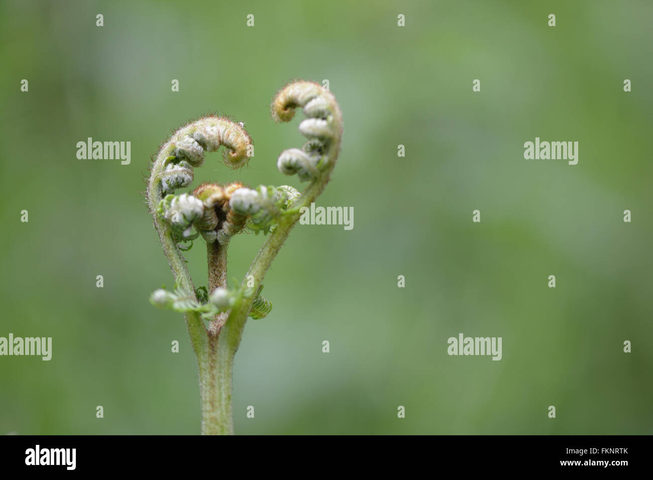 Bracken (Pteridium aquilinum). Nuovo fronde dispiegarsi come molla prende in mano, a felce in famiglia Dennstaedtiaceae Foto Stock