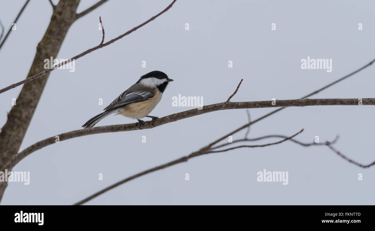 Primavera, cappuccio nero Luisa, Poecile atricapillus, su un ramo su un molto presto, grigia giornata di primavera. Foto Stock