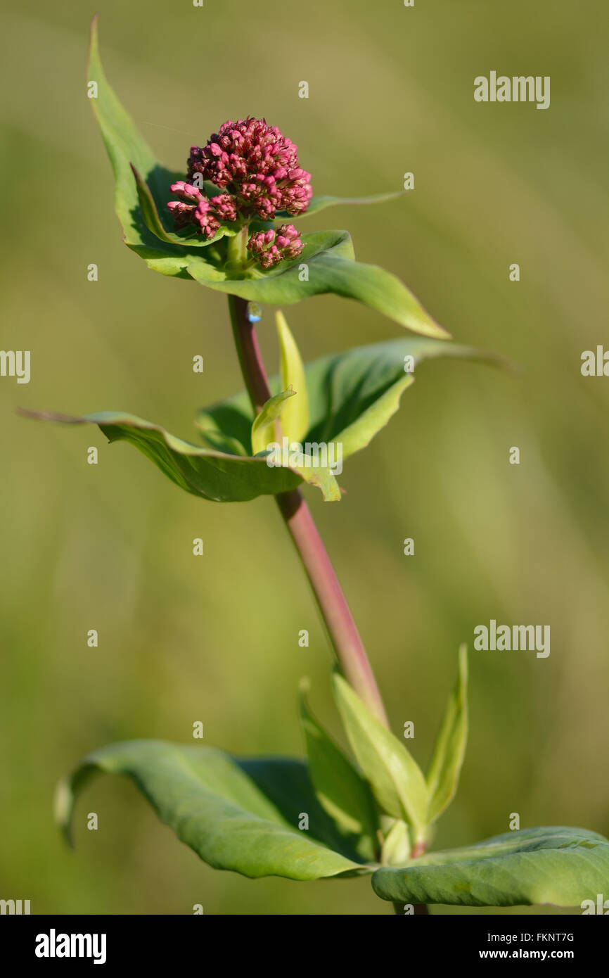 Rosso (valeriana Centranthus ruber). Boccioli di fiore su spike di impianto nella famiglia Caprifoliaceae, in procinto di entrare in fiore Foto Stock