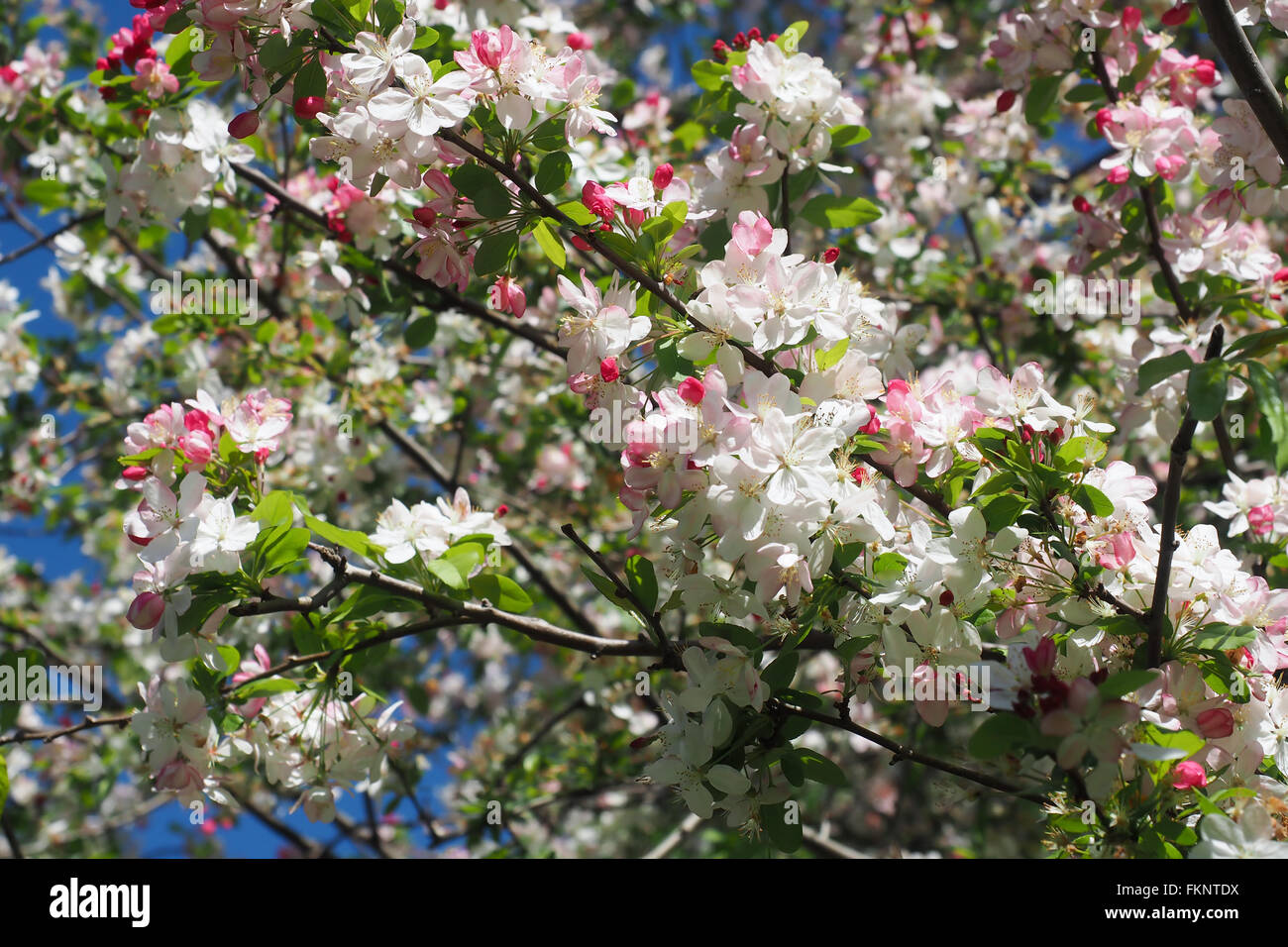 Crab Apple Blossoms Foto Stock