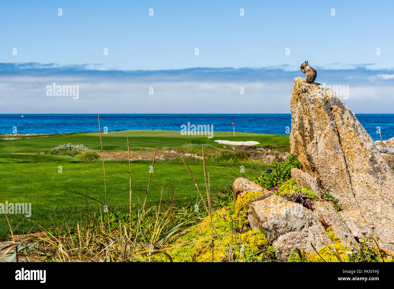 Una massa California scoiattolo (Otospermophilus beecheyi) è guardare il grande oceano su una piccola roccia nei pressi di un campo da golf per corse a 17 Mile Foto Stock