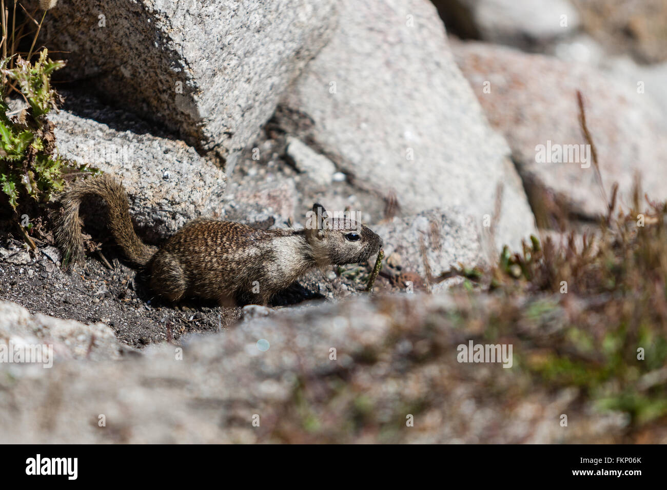 Un solitario California terra scoiattolo (Otospermophilus beecheyi) mantiene un occhio fuori per qualcosa. Foto Stock