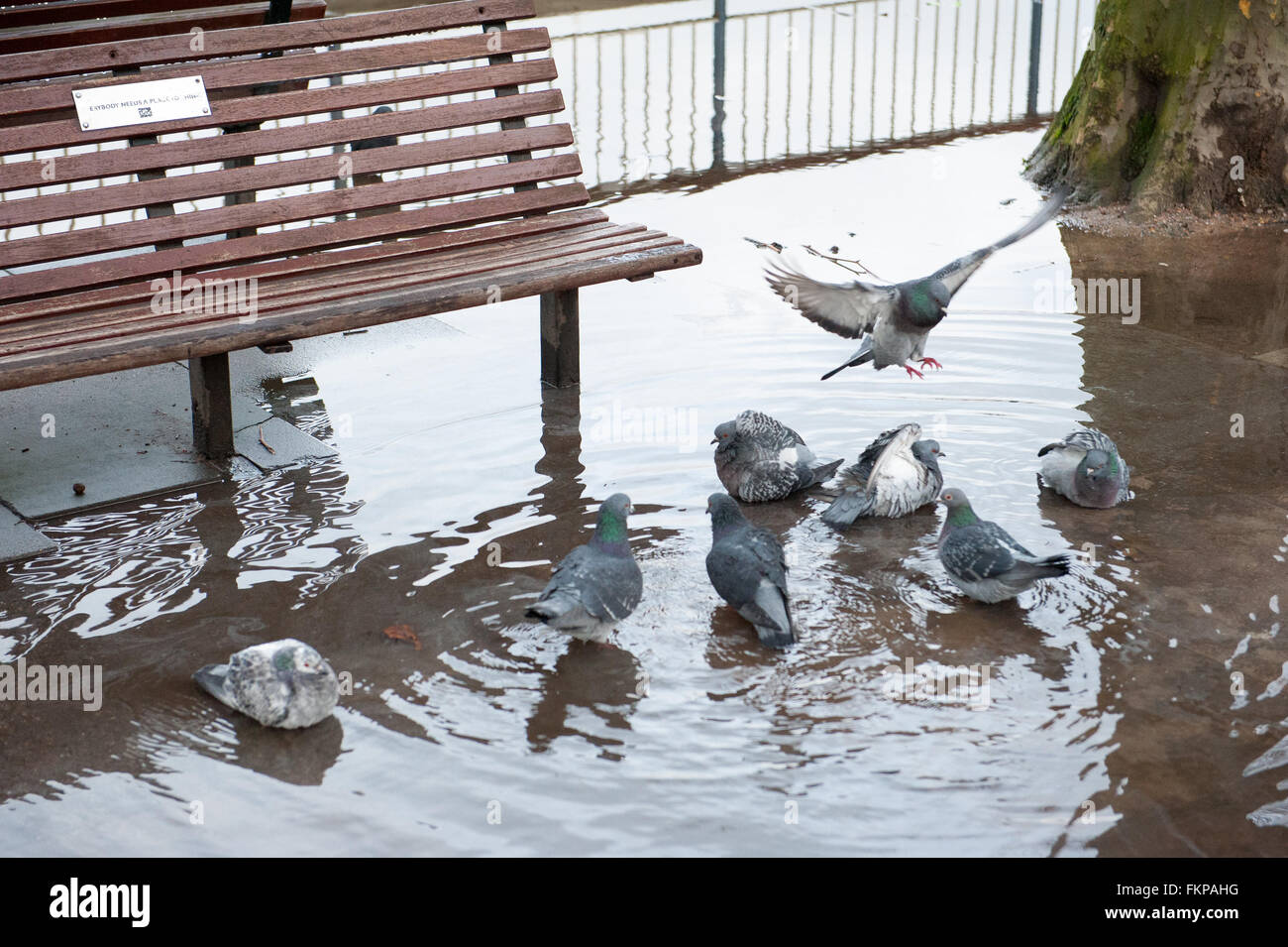 Piccioni in una pozza da una panca sulla Southbank di Londra. Foto Stock