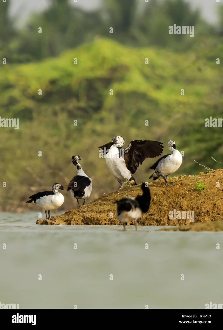 La manopola fatturati anatra (Sarkidiornis melanotos), o un pettine di anatra, è un insolito, pan-tropicale, di anatra Foto Stock