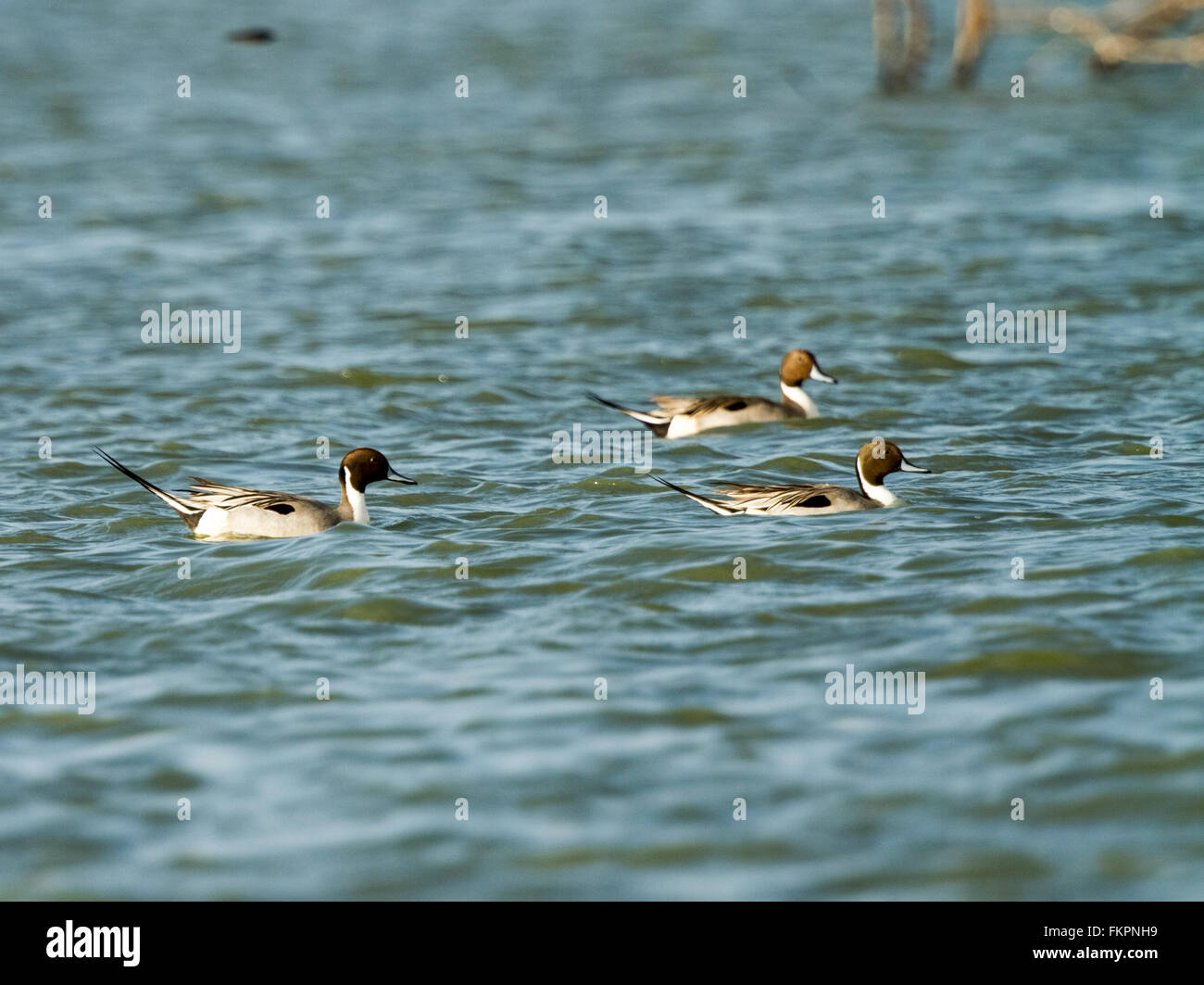 Pintail Duck in in Koonthankulam il santuario degli uccelli Foto Stock