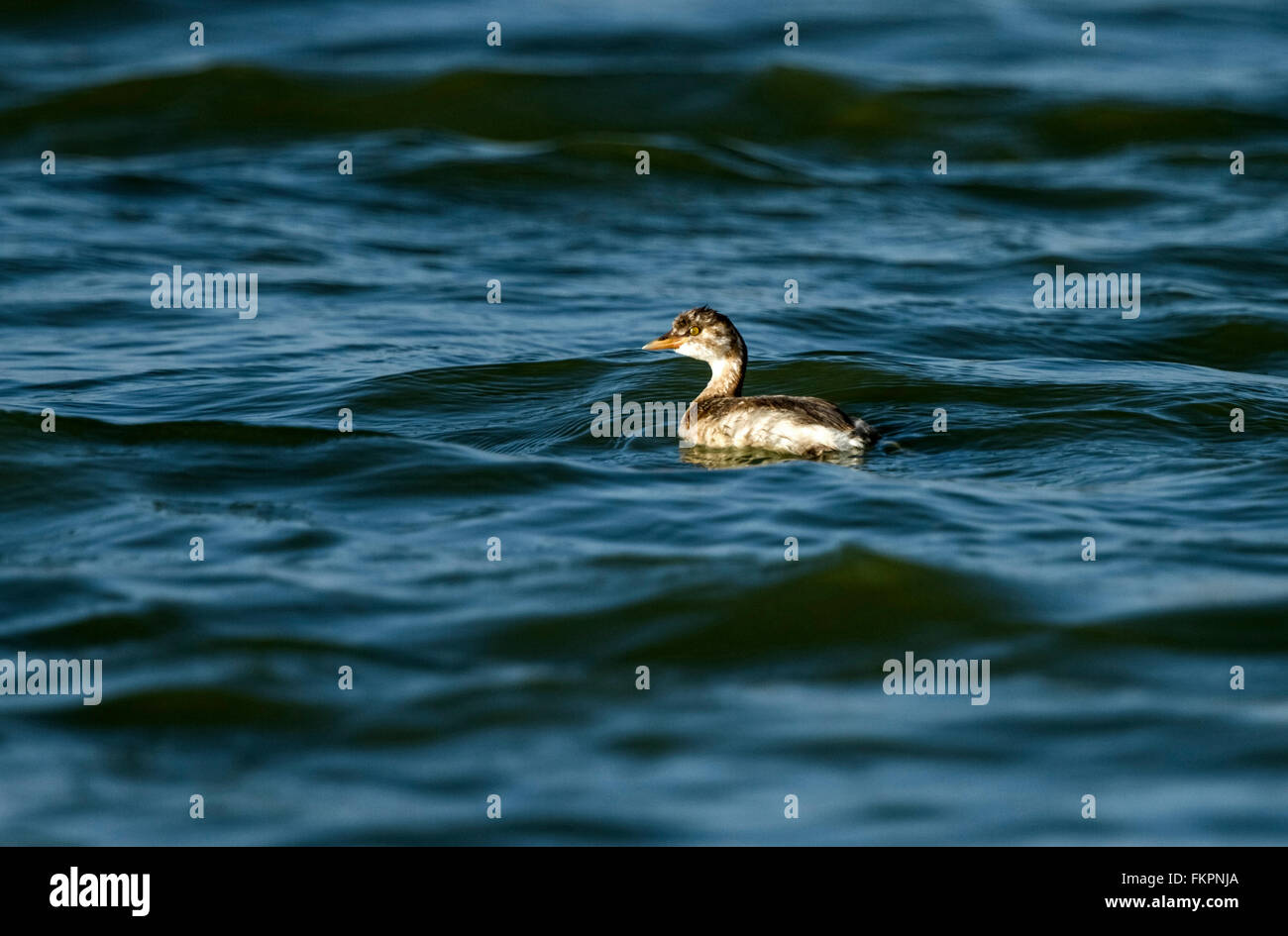 Uccelli - Tuffetto (Tachybaptus ruficollis) Foto Stock