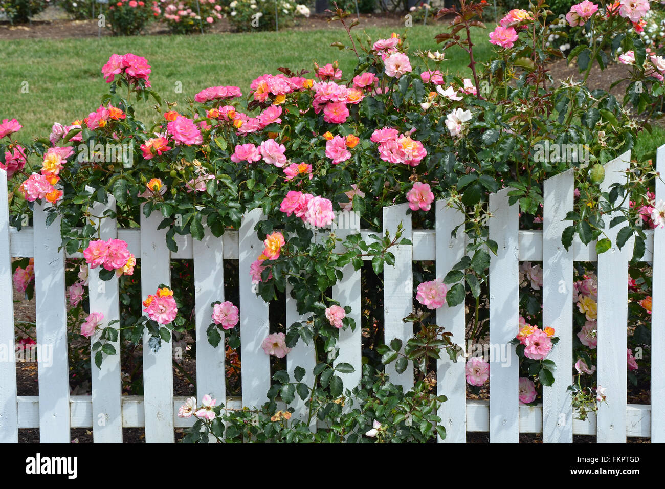 Belle le rose rosa che cresce su white Picket Fence Foto Stock