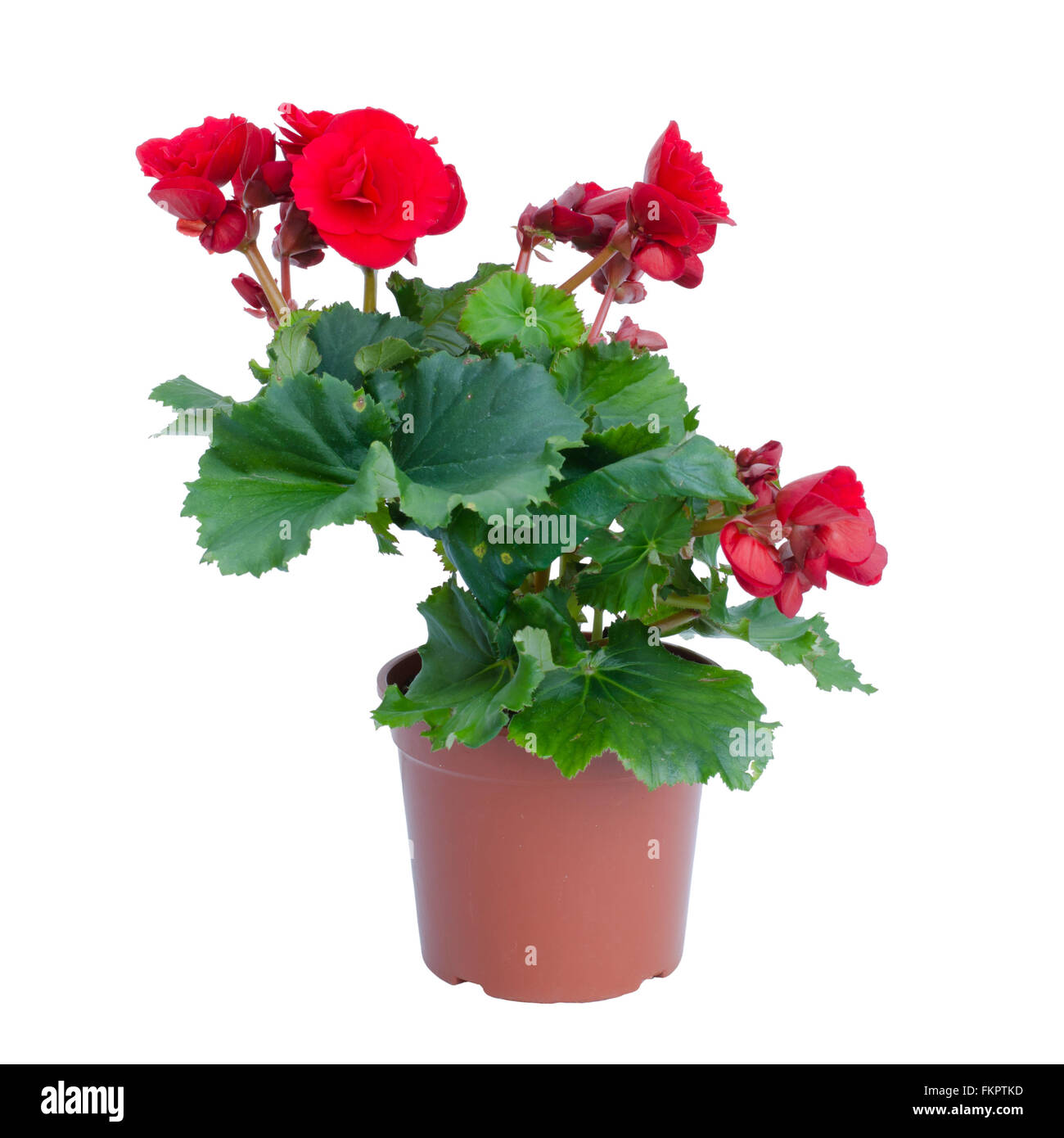 Red begonia nel vaso di fiori isolati su sfondo bianco Foto Stock