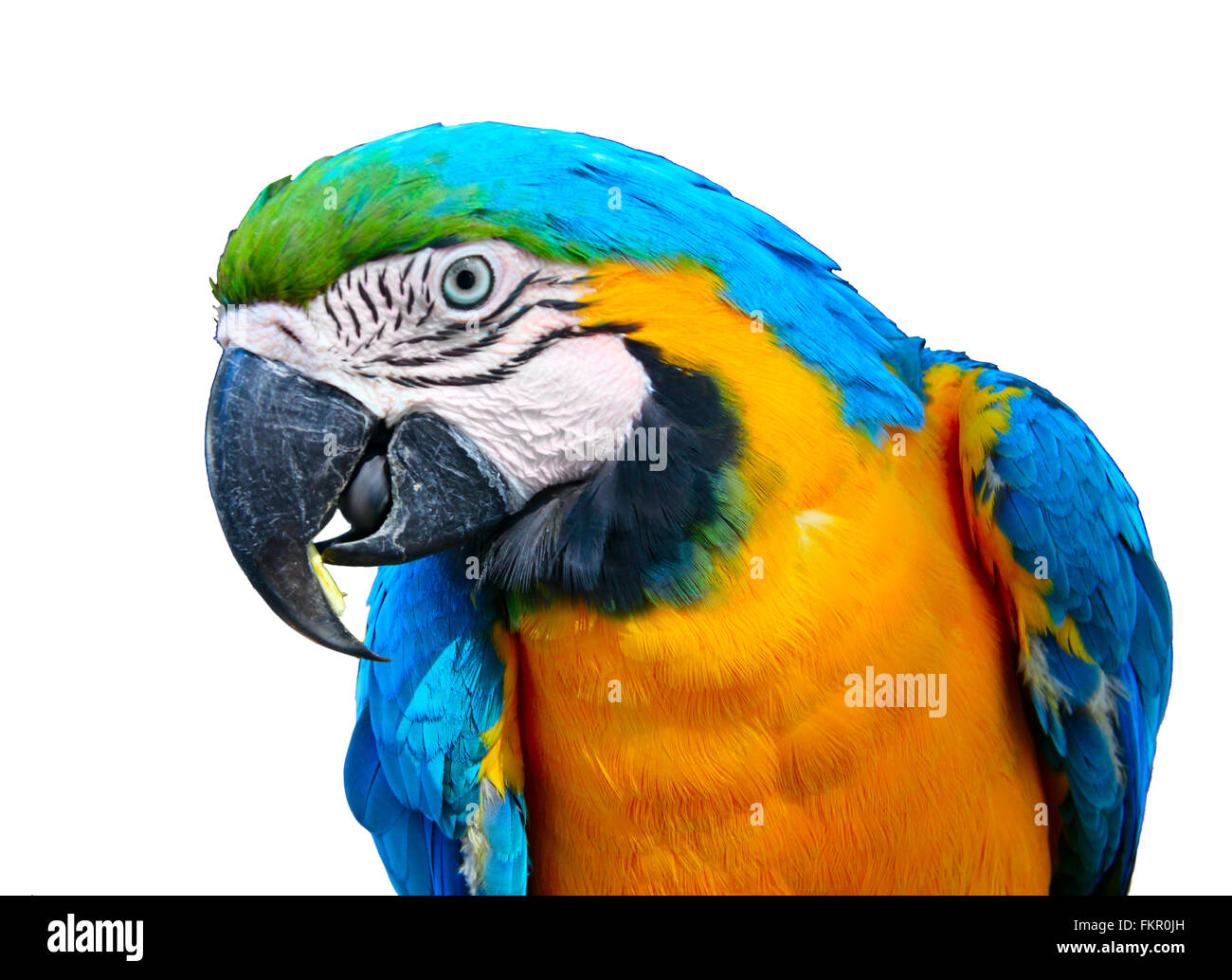 Parrot bird testa di animale Foto Stock