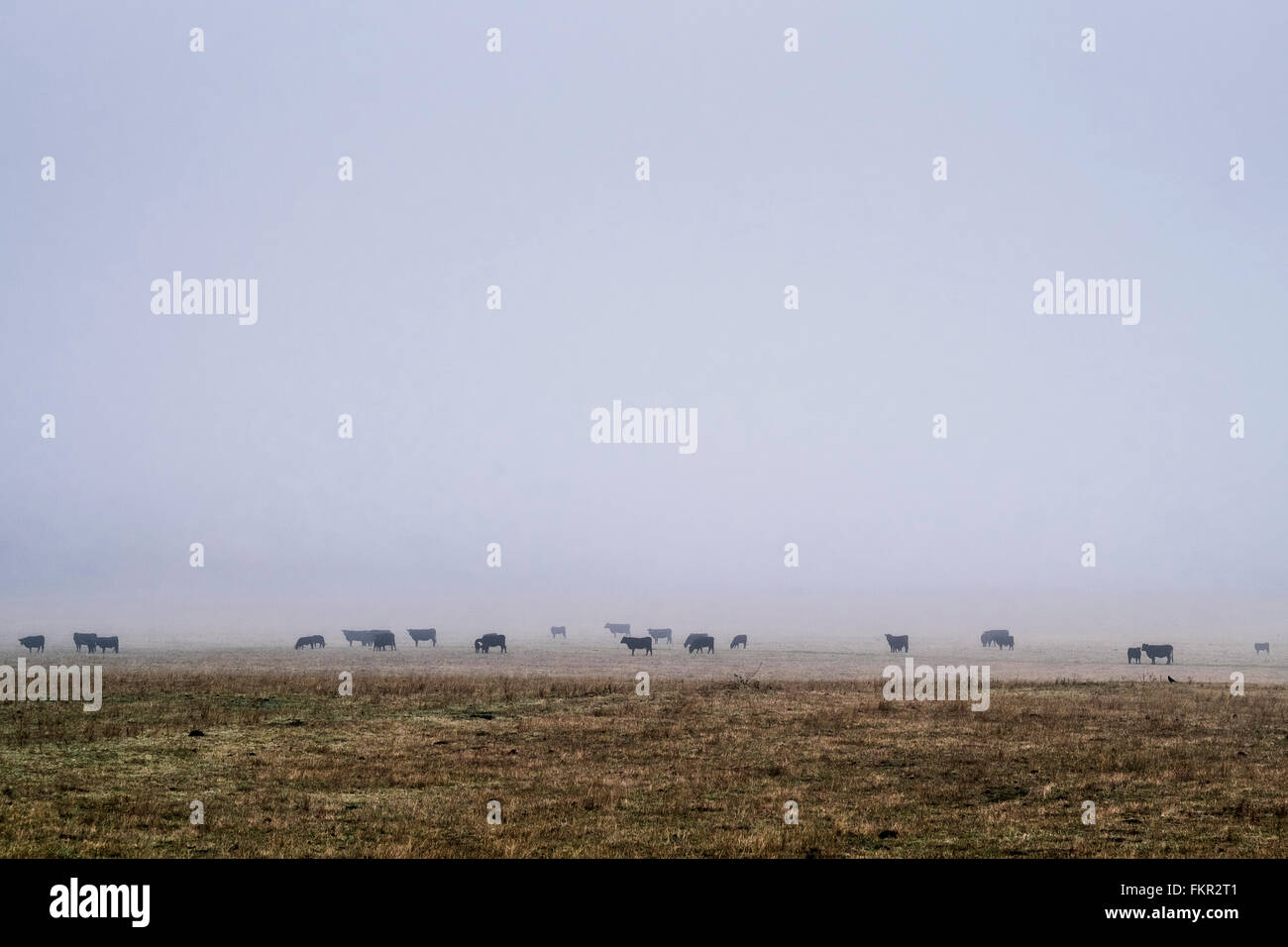 Gregge di bestiame nel campo nebbioso Foto Stock