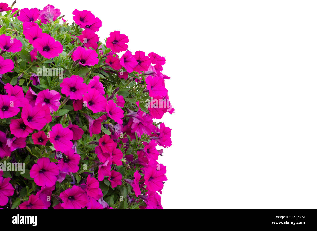 La petunia isolati su sfondo bianco Foto Stock