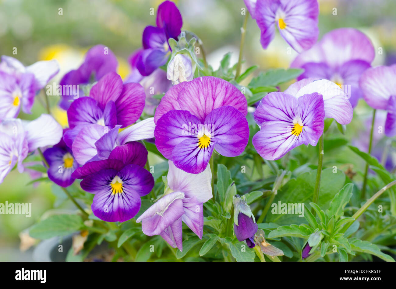 Viola cornuta, cornuto pansy, tufted pansy Foto Stock