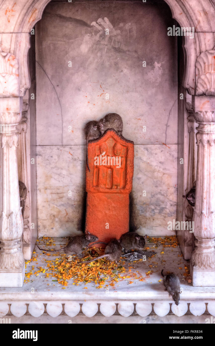 Karni Mata Temple, Tempio di ratti, Deshnoke, Bikaner, Rajasthan, India Foto Stock