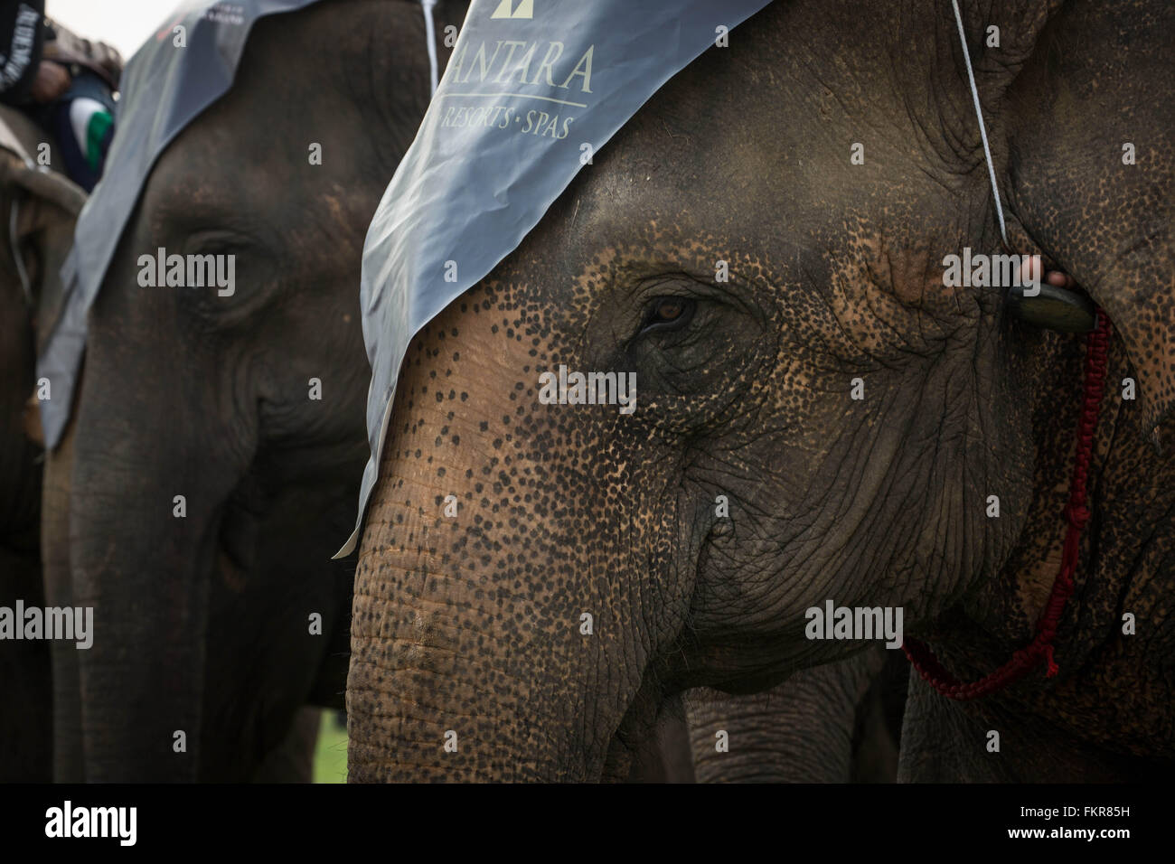 Bangkok, Tailandia. Decimo Mar, 2016. Gli elefanti in piedi durante la cerimonia di apertura al 2016 Coppa del Re Elephant Polo ad Anantara Chaopraya Resort a Bangkok, in Thailandia il 10 marzo 2016. La Coppa del Re Elephant Polo è stato introdotto in Thailandia nel 2001 da Anantara Resort ed è cresciuto fino a diventare uno dei più grandi eventi di beneficenza in Thailandia che ha sollevato oltre US$950.000 nazionale per la popolazione di elefanti istituto. Credito: ZUMA Press, Inc./Alamy Live News Foto Stock