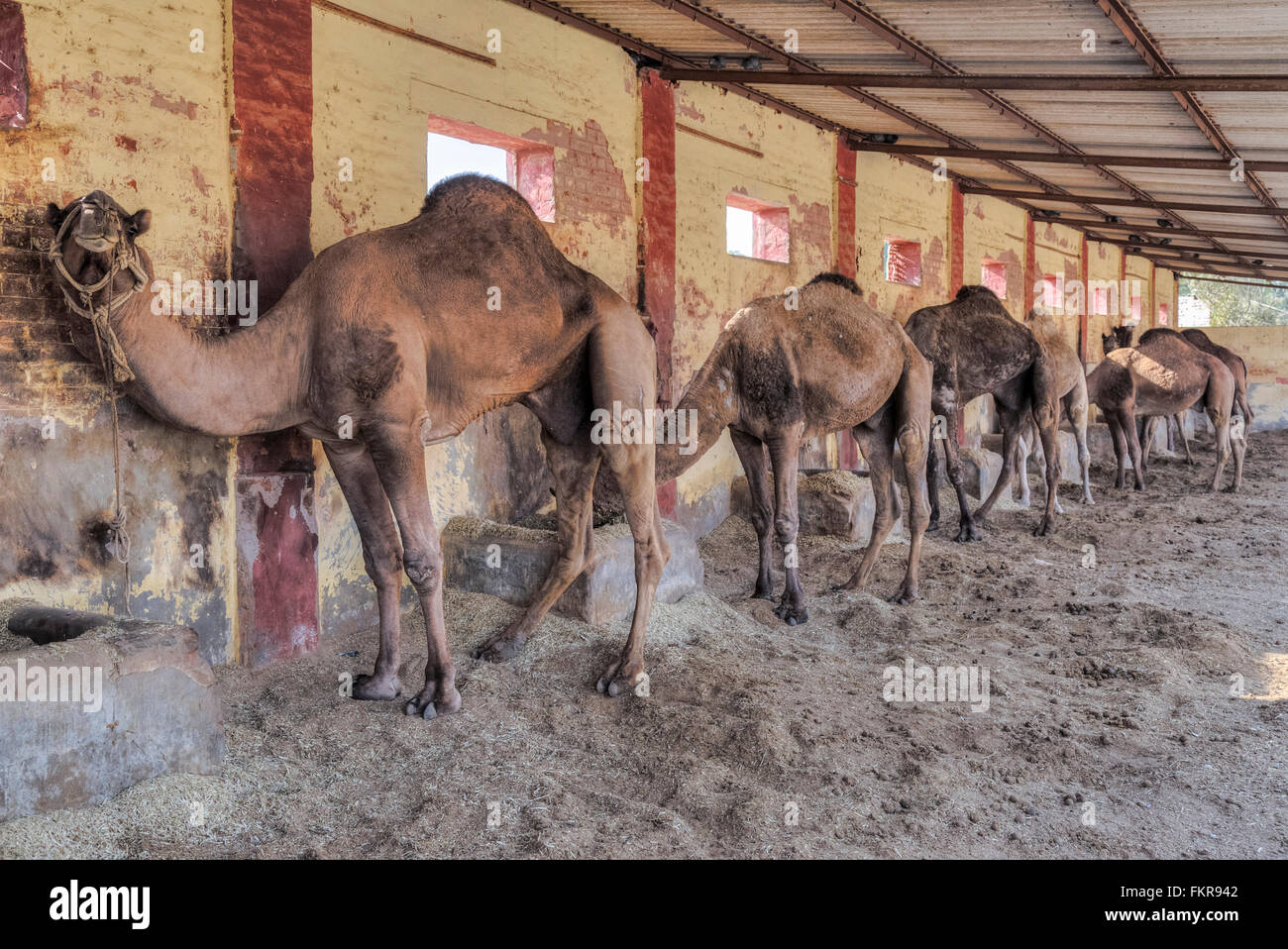 Camel Research Farm, Bikaner, Rajasthan, India Foto Stock