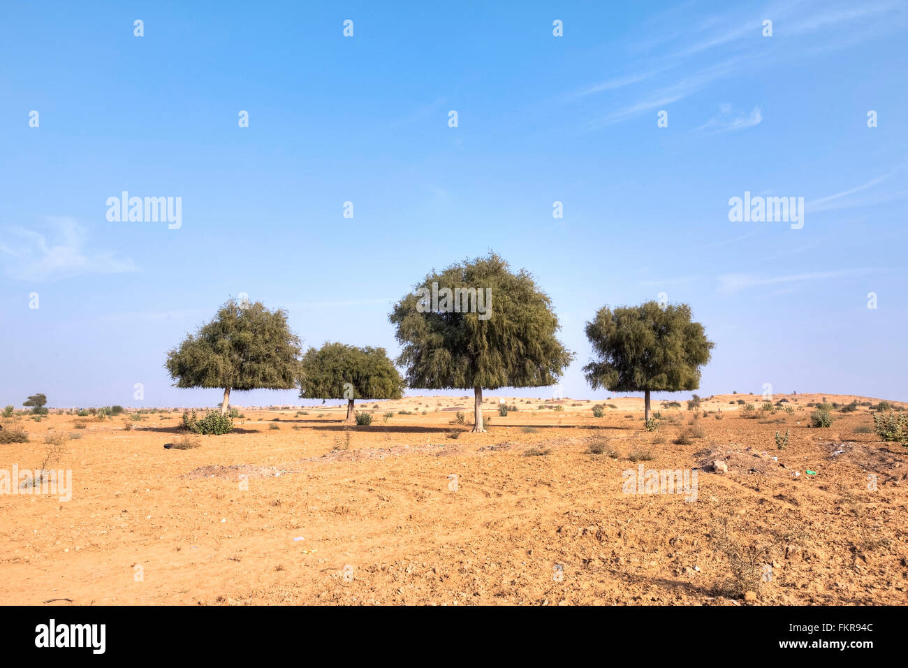 Gli alberi di acacia nel deserto di Thar, Rajasthan, India Foto Stock