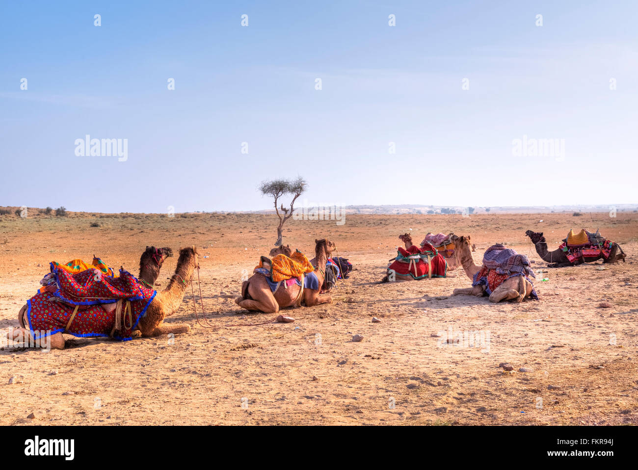 I cammelli del popolo nomade nel deserto di Thar, Rajasthan, India Foto Stock