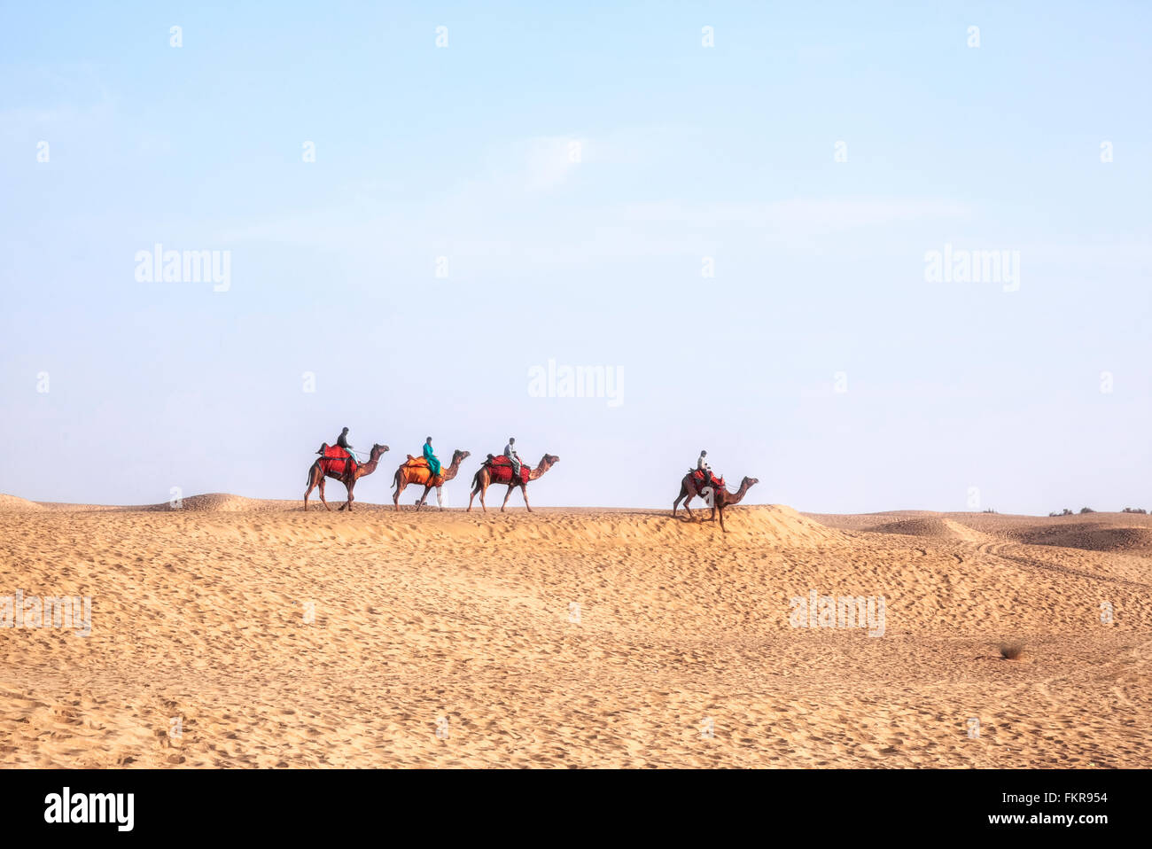 Popolo nomade sui cammelli nel deserto di Thar, Rajasthan, India Foto Stock