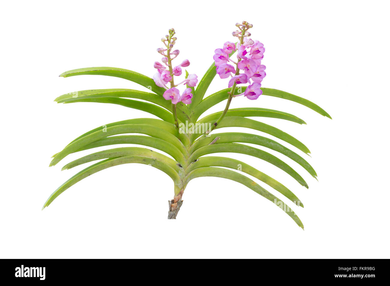 Ibridi di orchidea vanda isolati su sfondo bianco Foto Stock