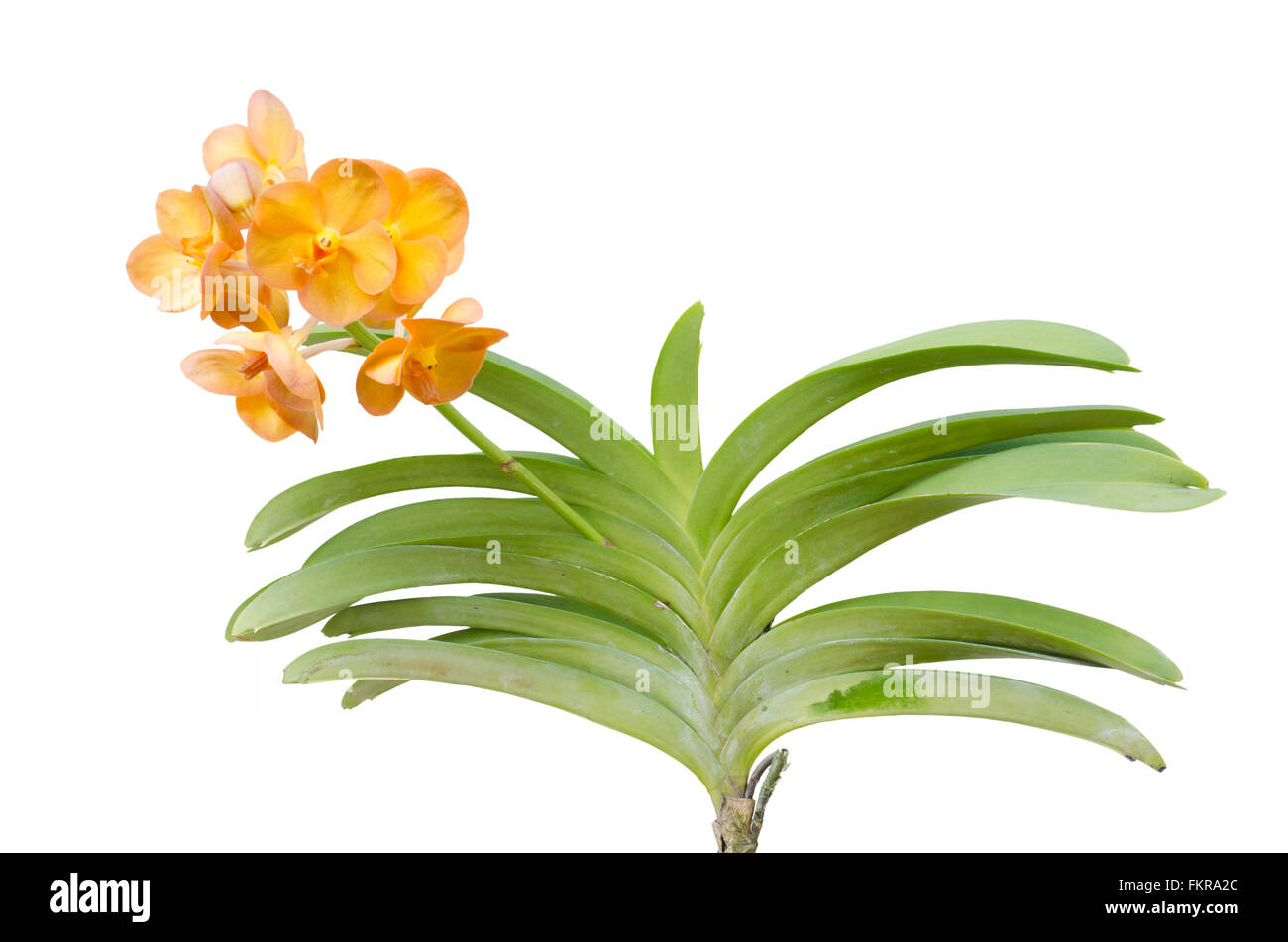 Ibridi di orchidea vanda isolati su sfondo bianco Foto Stock