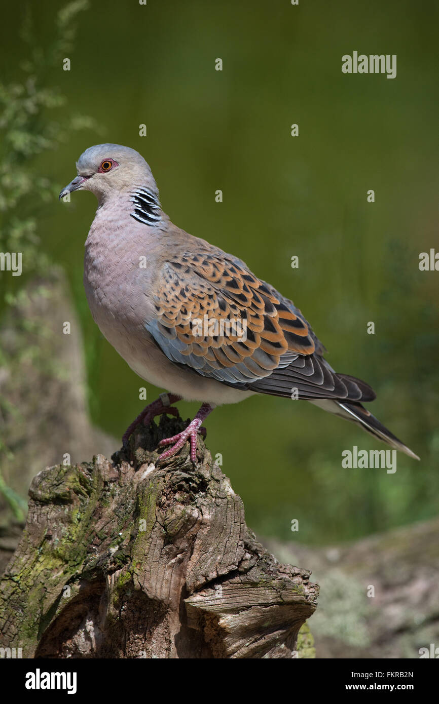 Unione Tortora (Streptopelia turtur). Norfolk. Regno Unito. Unione elenco rosso 2015. Vulnerabili. Foto Stock