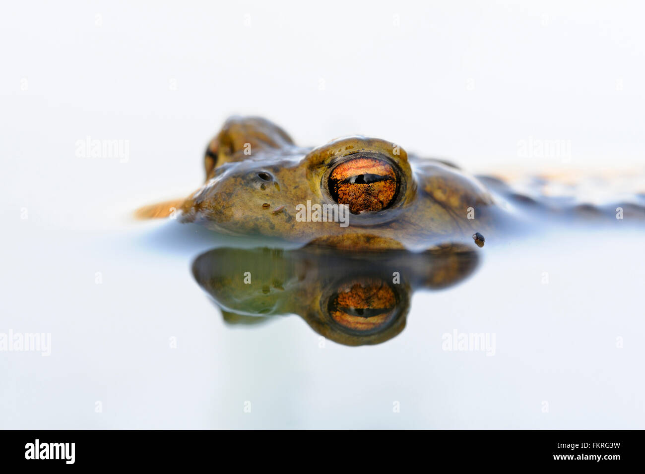 Il rospo comune / Erdkroete ( Bufo bufo ) durante la stagione riproduttiva, galleggia sul colore bianco della superficie dell'acqua; in attesa del suo compagno. Foto Stock