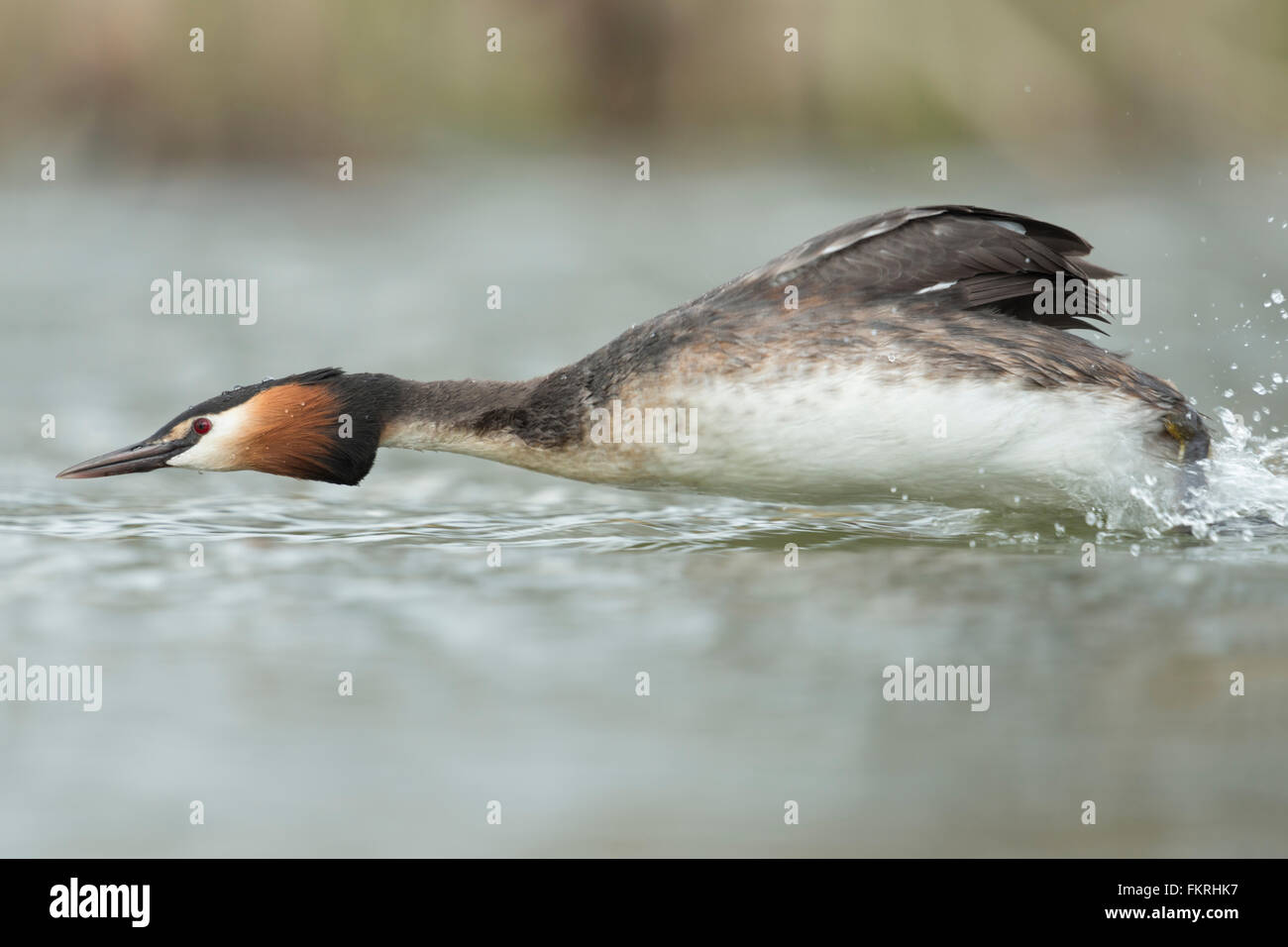 Svasso maggiore / Haubentaucher ( Podiceps cristatus ) a caccia di un rivale al di fuori del suo territorio di allevamento, veloce e furioso. Foto Stock