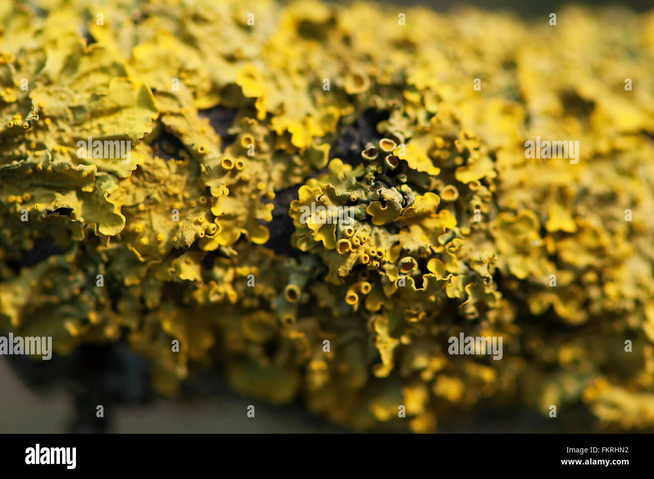 Lichene giallo su un ramo di un albero marcio Foto Stock