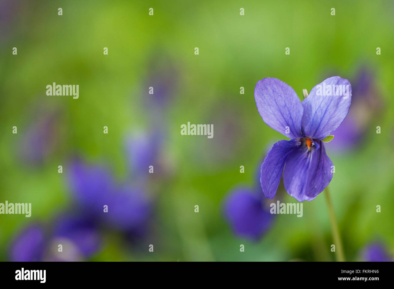 Viola Mammola, inglese viola, viola comune, giardino viola Foto Stock