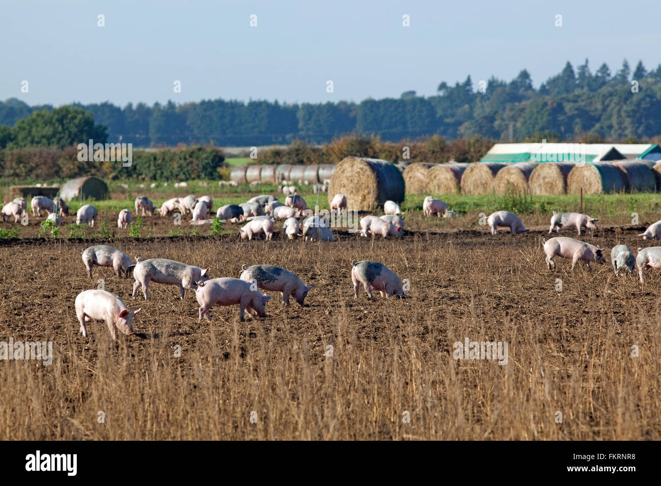 Allevamento di suini. Animali domestici (Sus scrofa). All'aperto, intervallo libero enclosure. Suini contenuta dal recinto elettrico dei fili e le balle di paglia. Foto Stock