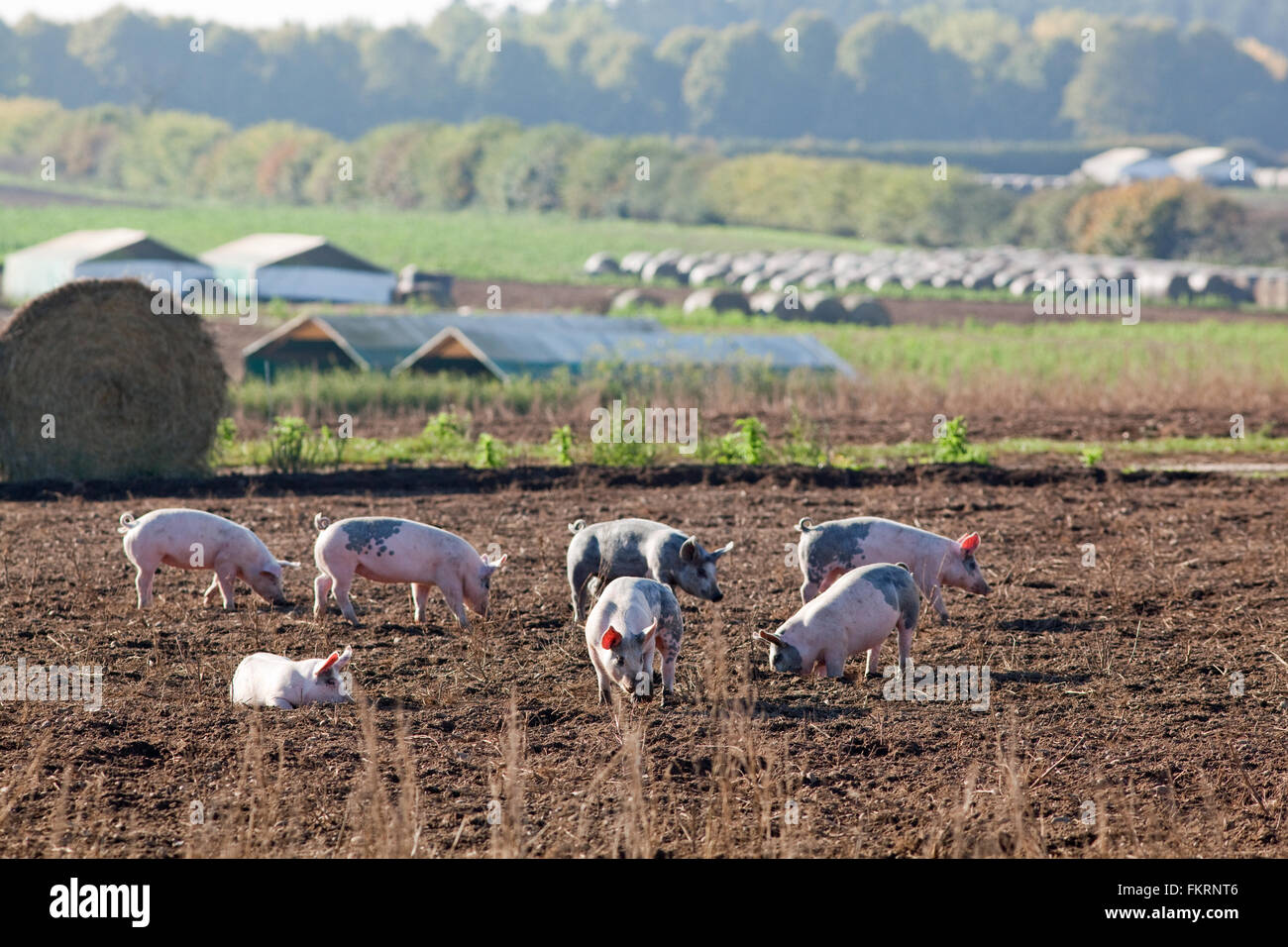 Allevamento di suini. Animali domestici (Sus scrofa). All'aperto, intervallo libero enclosure. Suini contenuta dal recinto elettrico dei fili e le balle di paglia. Foto Stock