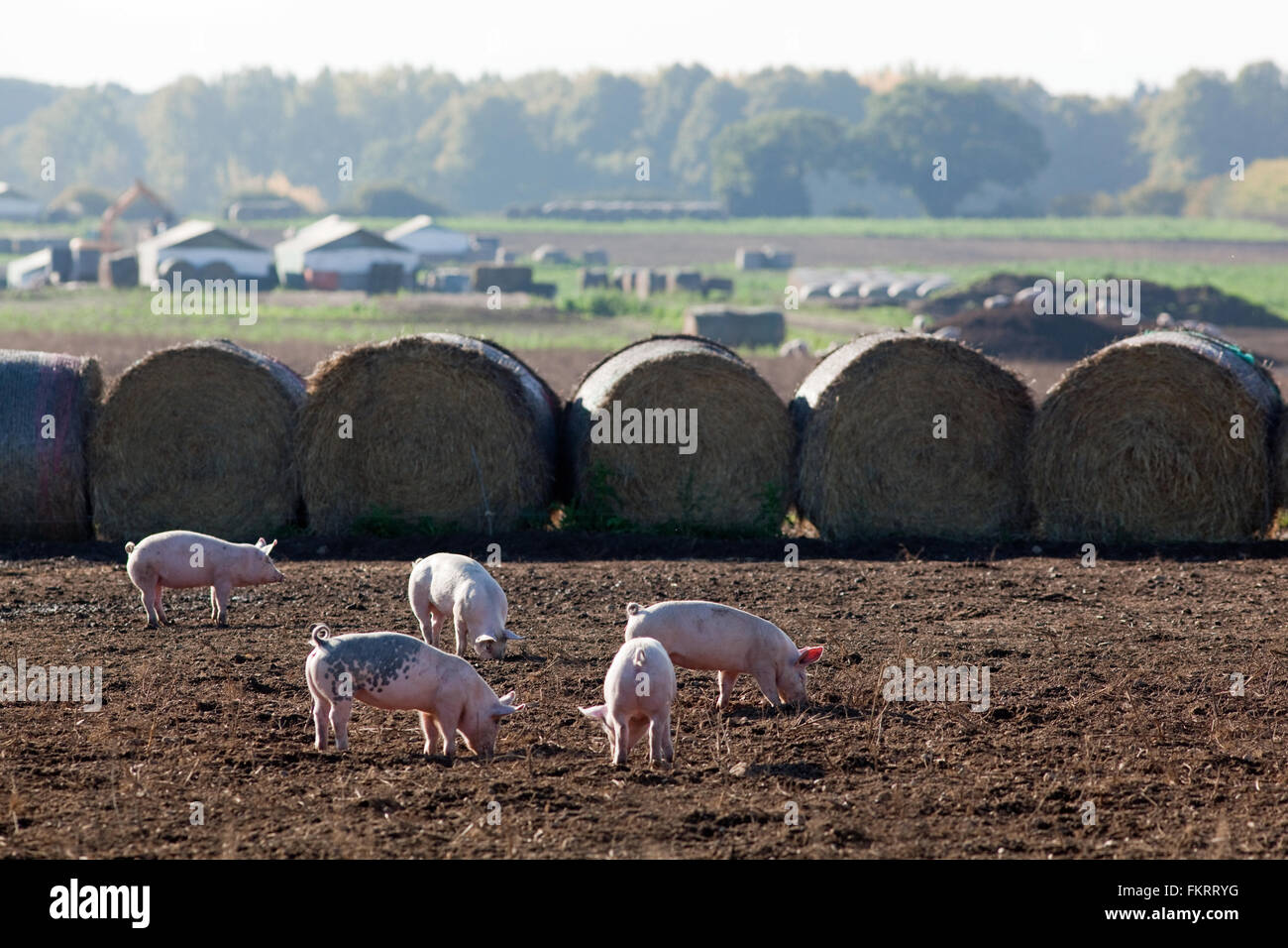 Allevamento di suini. Animali domestici (Sus scrofa). All'aperto, intervallo libero enclosure. Suini contenuta da balle di paglia. Norfolk. Foto Stock