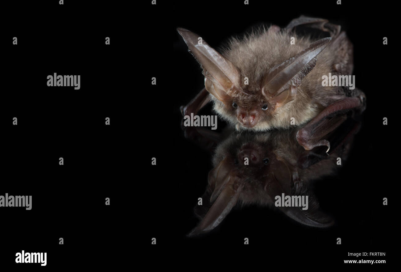 Brown long-eared bat {plecotus auritus} su uno sfondo nero. halesworth. ottobre Foto Stock