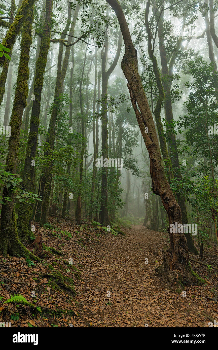 Parco Nazionale di Garajonay è coperto da dense foreste di alloro. La Gomera, isole Canarie, Spagna. Foto Stock