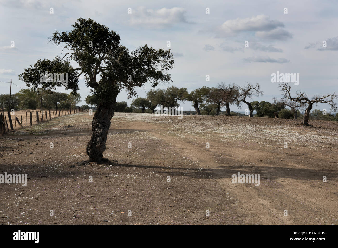 Narcissus serotinus, crescendo in Dehesa paesaggio vicino Barrancos, Orientale del Portogallo. Ottobre. Foto Stock