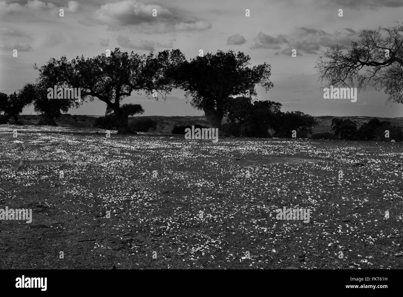 Narcissus serotinus, crescendo in Dehesa paesaggio vicino Barrancos, Orientale del Portogallo. Ottobre. Riproduzione in bianco e nero. Foto Stock