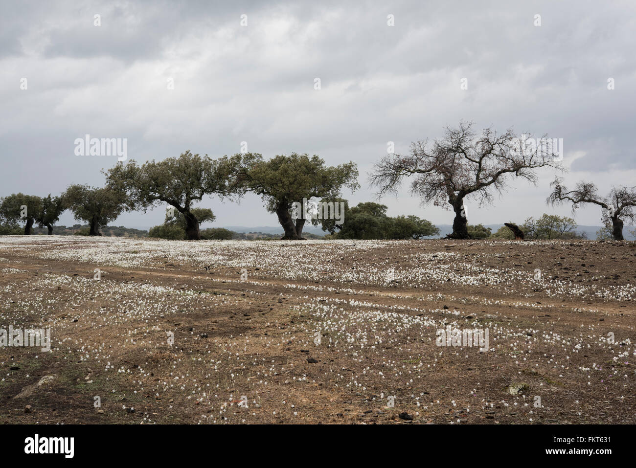 Narcissus serotinus, crescendo in Dehesa paesaggio vicino Barrancos, Orientale del Portogallo. Ottobre. Foto Stock