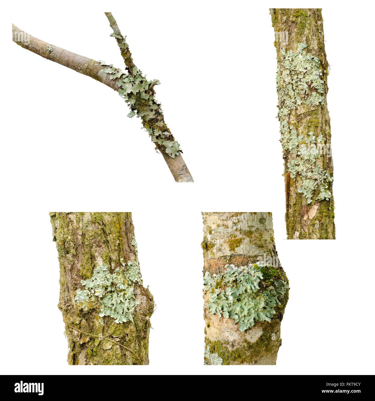 Il Lichen su un ramo di albero isolato su sfondo bianco Foto Stock