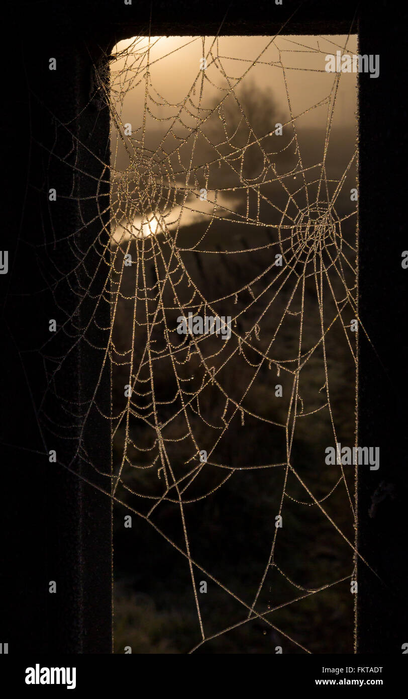 Allo scioglimento della brina su due ragnatele, riflettendo i caldi colori luminosi dell'alba, con confine naturale attraverso una finestra Foto Stock