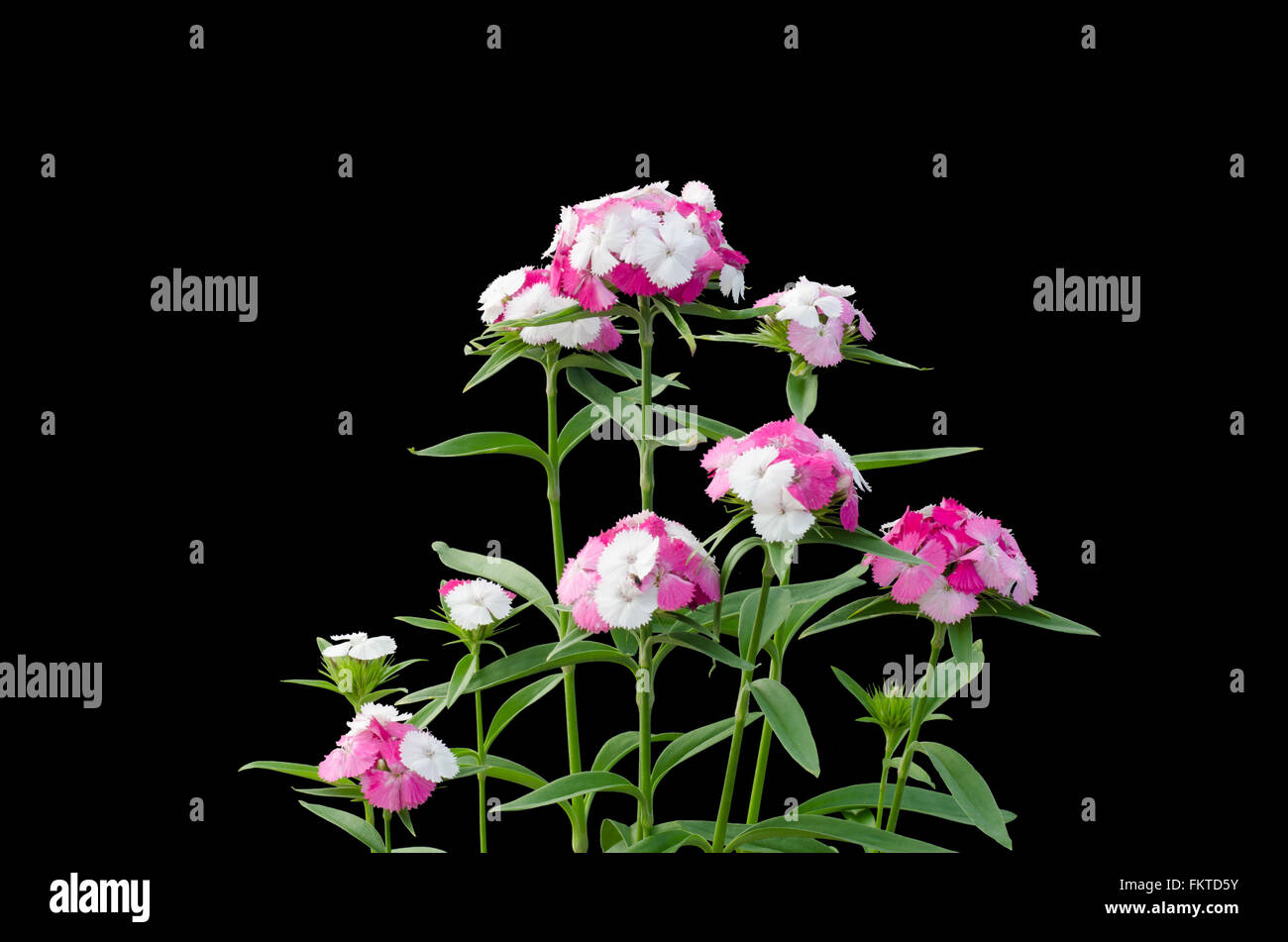 Dianthus fiorisce isolati su sfondo nero Foto Stock