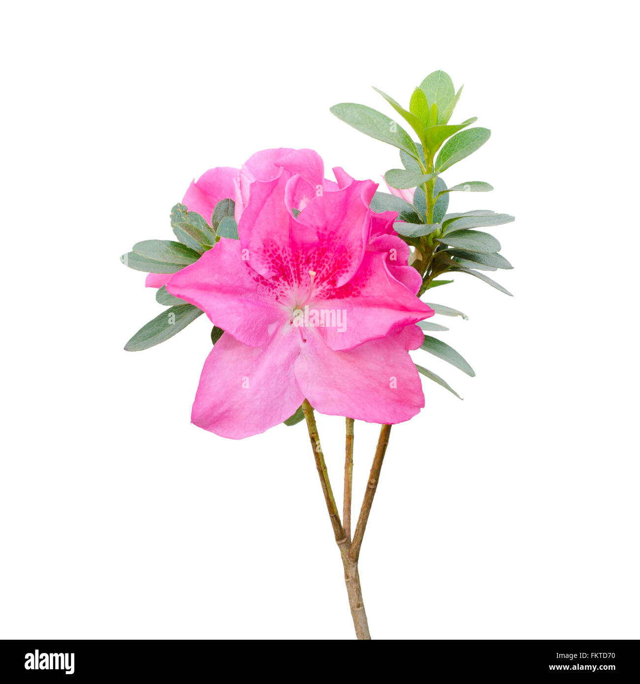 Rosa in fiore di azalea su albero isolato su sfondo bianco Foto Stock