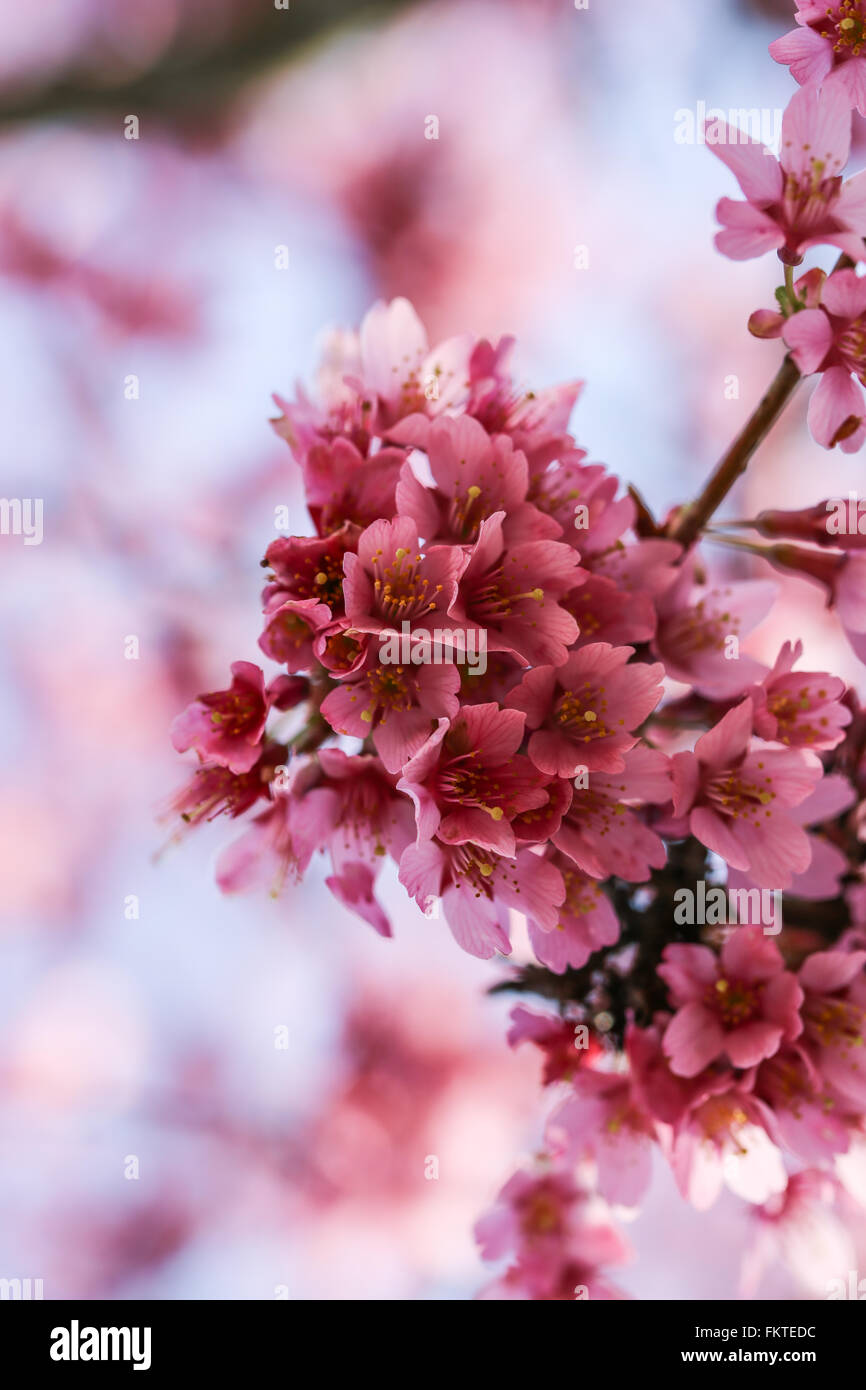 Fresche, albero in fiore in primavera con fiori di colore rosa Foto Stock