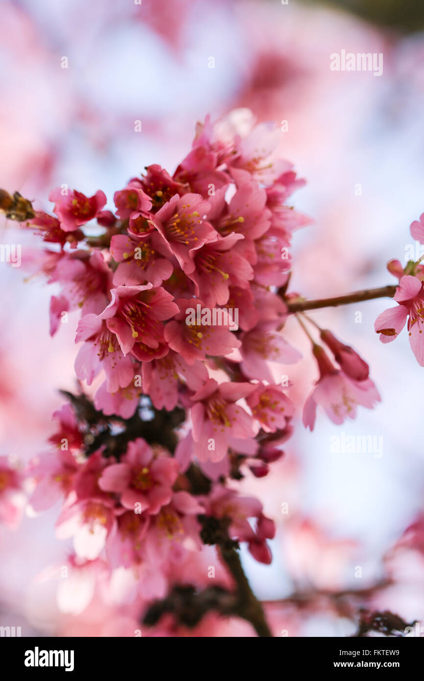Fresche, albero in fiore in primavera con fiori di colore rosa Foto Stock