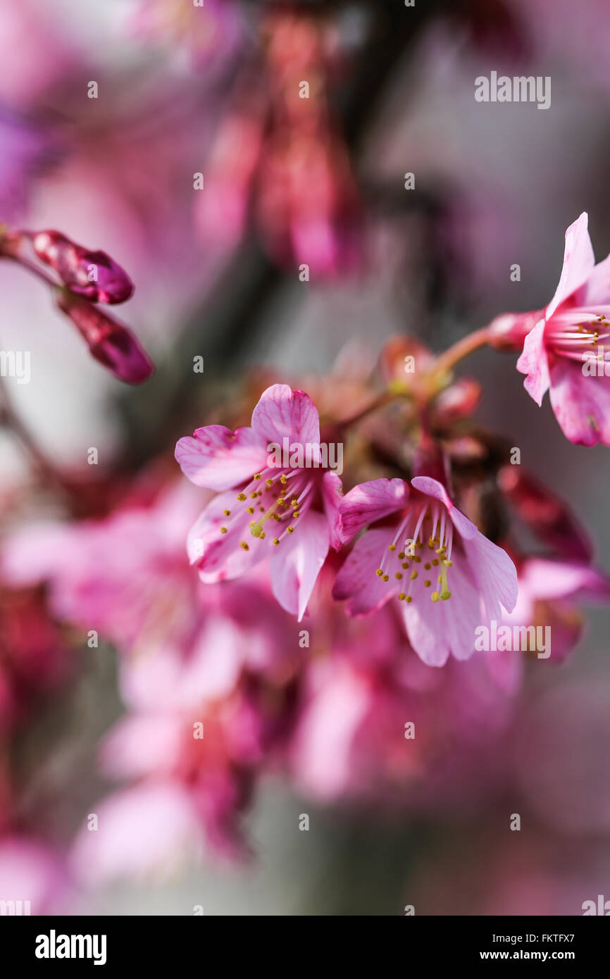 Fresche, albero in fiore in primavera con fiori di colore rosa Foto Stock
