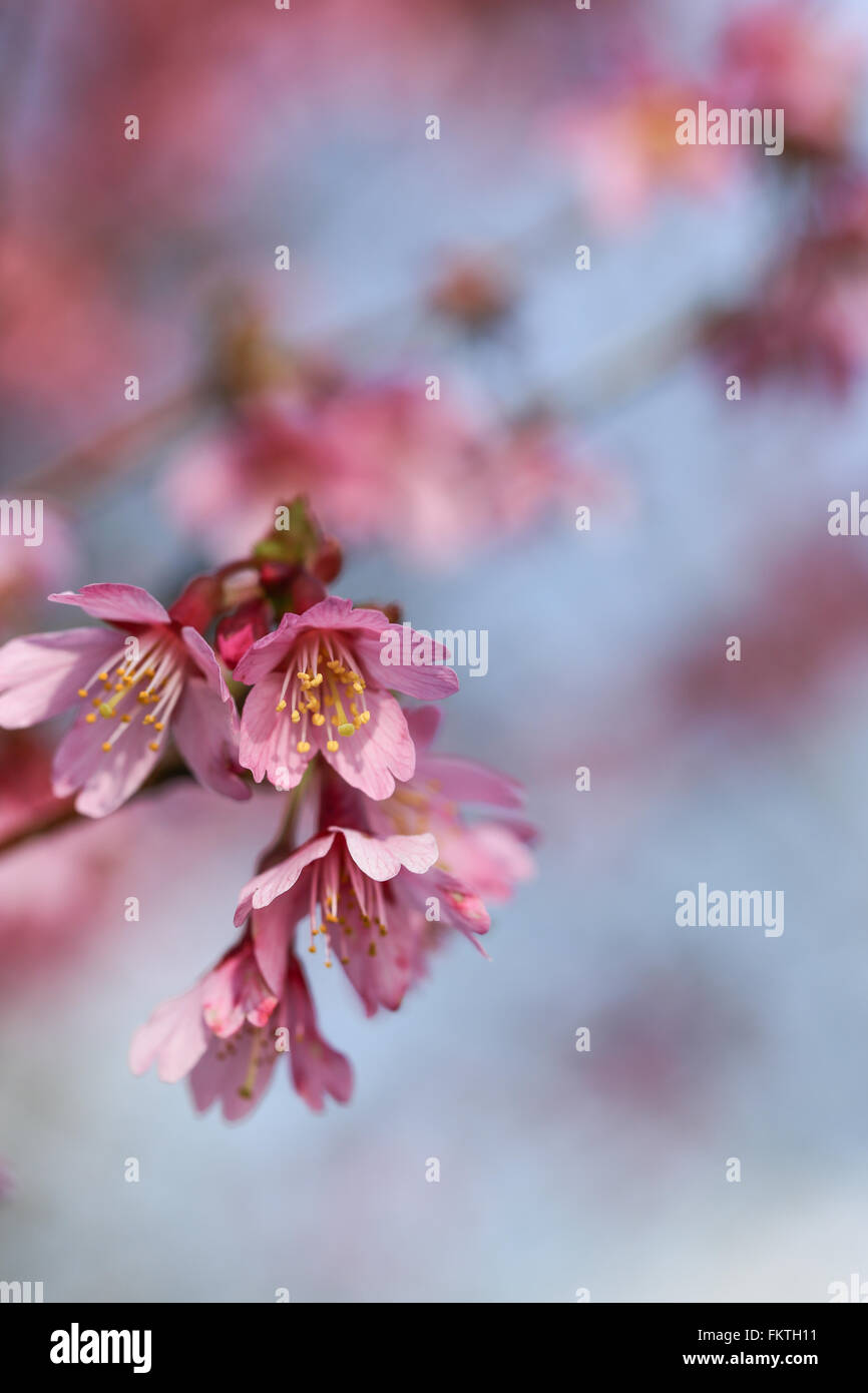 Fresche, albero in fiore in primavera con fiori di colore rosa Foto Stock