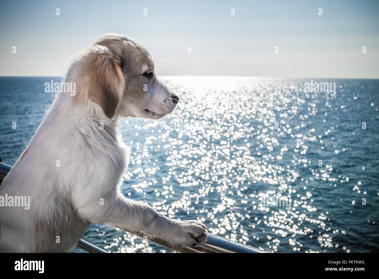 Vista laterale cane appoggiata contro la ringhiera guardando ocean Foto Stock