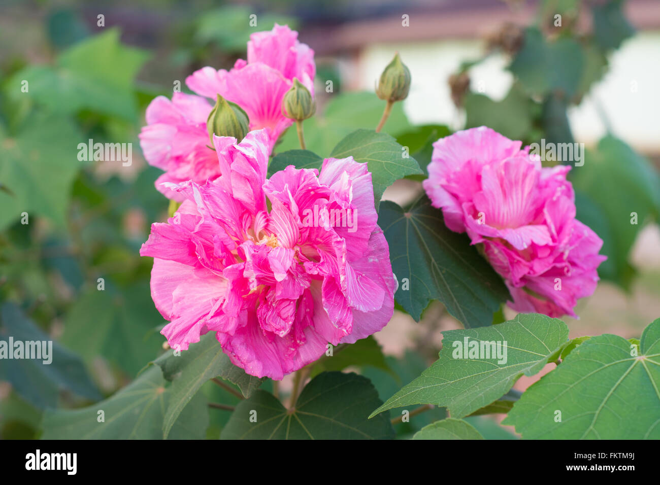 Confederato fiore rosa ( hibiscus mutabilis) Foto Stock