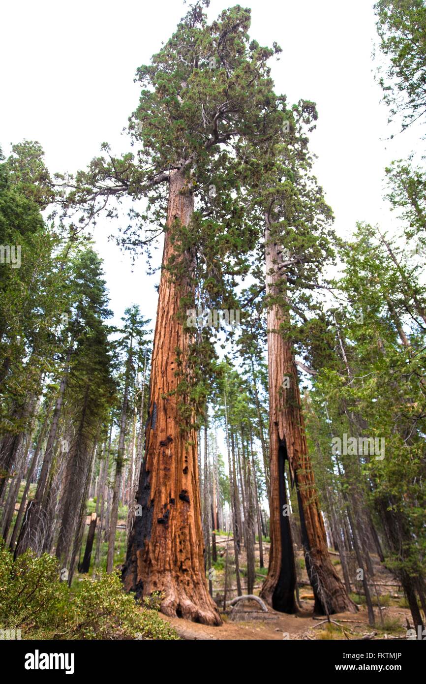 Basso angolo di visione giganteschi alberi di sequoia, Yosemite National Park, California, Stati Uniti d'America Foto Stock