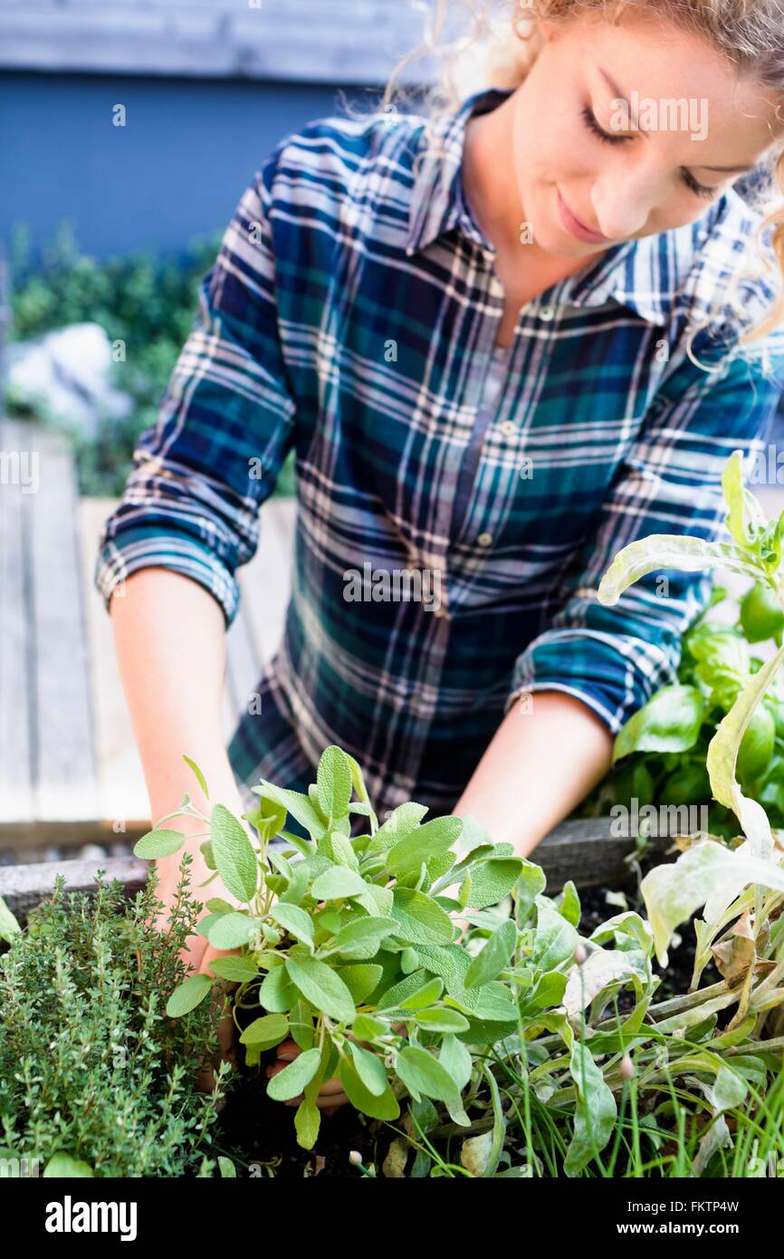 Giovane donna di piantare le erbe in un orto di erbe aromatiche Foto Stock