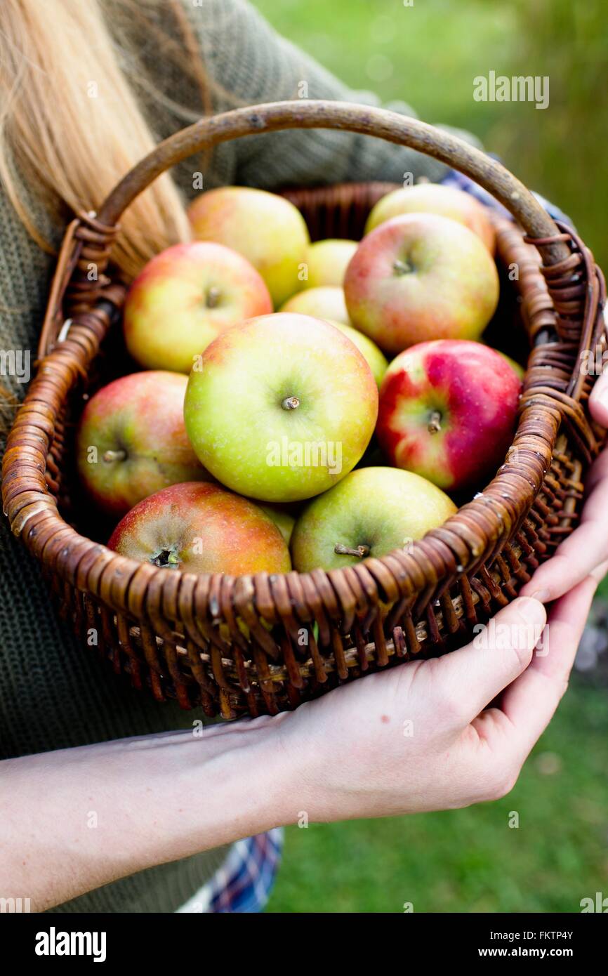 Donna cestello di contenimento mele, close up Foto Stock